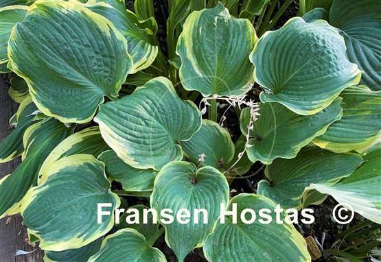 Hosta Medieval Age